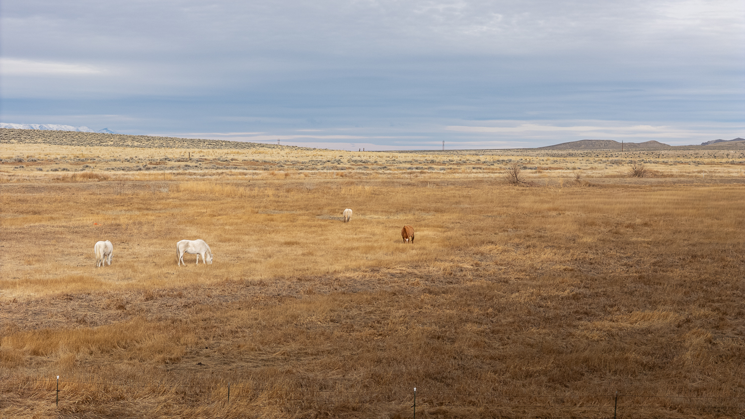 DJI_20250331165004_0196_D