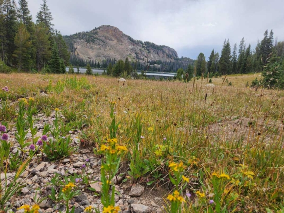 Scenic Wyoming landscape overlooking Cody with mountains, open spaces, and residential neighborhoods that attract new residents.