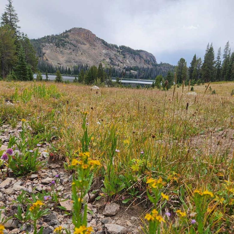 Why People Are Moving to Wyoming